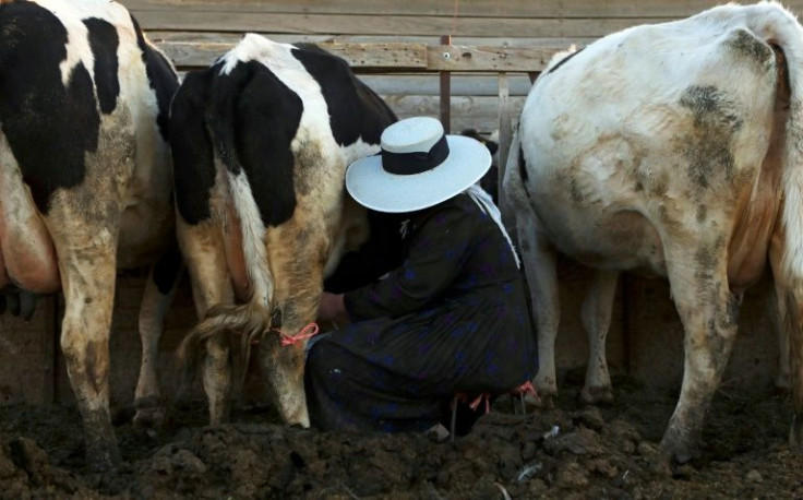 A Mennonite woman milks a cow in the village of Sabinal in Mexico's northern state of Chihuahua