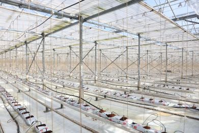 An empty greenhouse of cucumber grower Tony Montalbano is seen, as he did not plant in January due to the soaring cost of natural gas, at Green Acre Salads, in Roydon, Britain, March 22, 2022. 