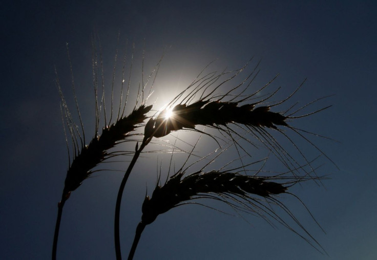 Ears of wheat are seen in a field near the village of Zhovtneve, Ukraine, July 14, 2016.  