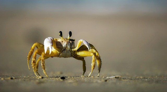 crab-g210a83fb4_640