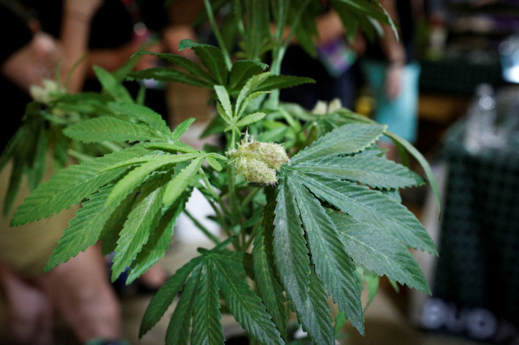 A fully budded marijuana plant is seen during the Cannadelic Miami expo, in Miami, Florida, U.S. February 5, 2022. 