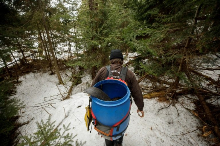 Trapper Ray Gall packs out a beaver from one of his traps in Ontario, Canada