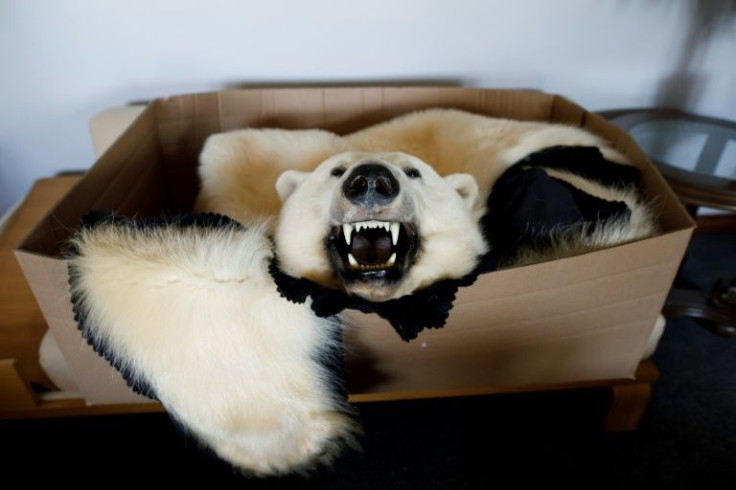 A polar bear pelt sits in the buyers lounge at the Fur Harvesters Auction in North Bay, Ontario