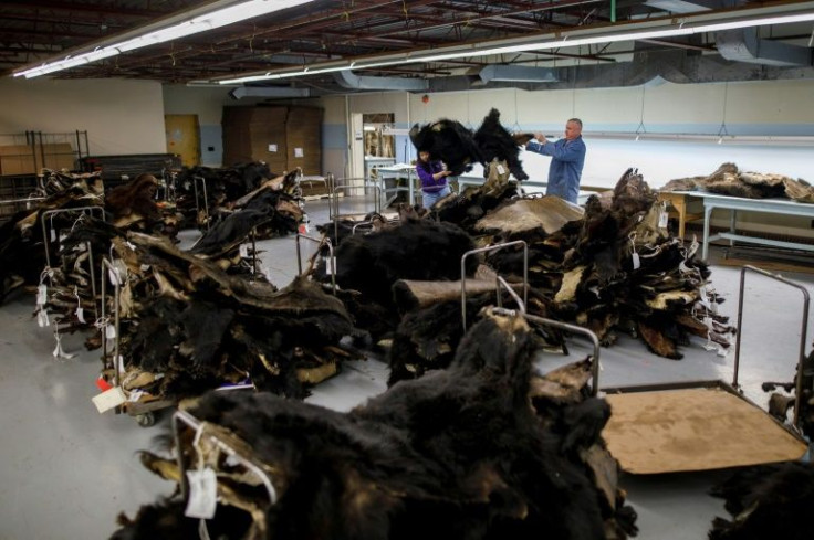 Buyer Jason White looks over bear pelts at the Fur Harvesters Auction