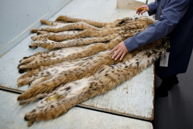 Buyer Howard Trager examines Lynx pelts