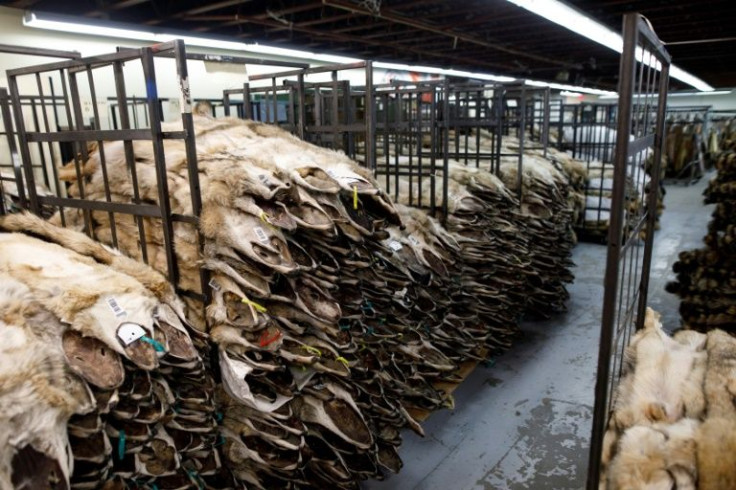 Pelts sit on racks before being processed and graded