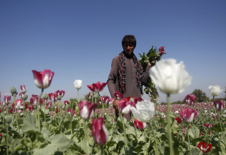 An Afghan man works on a poppy field in Jalalabad province April 17, 2014.