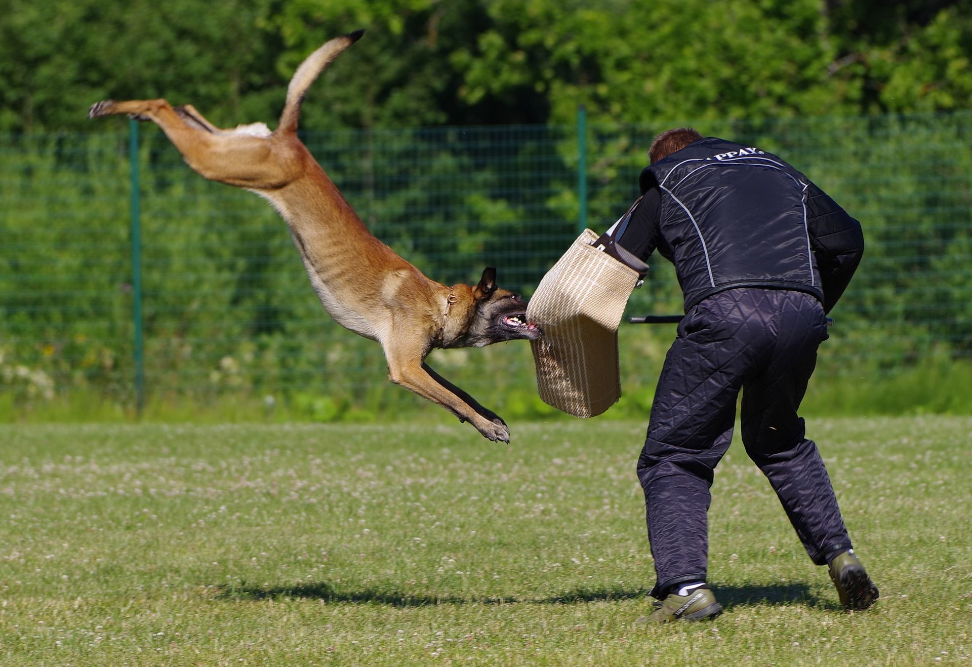 Man Who Beat Up Partner Unleashes Pit Bull On Neighbors Who Condemn Assault