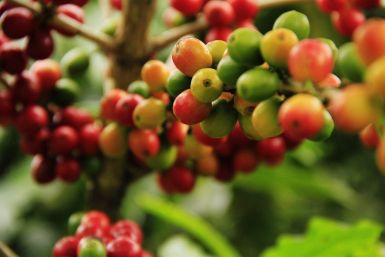 Coffee/Farming/Crops