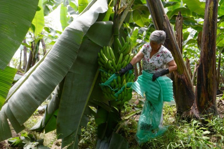 Mirella Carrera, owner of the Thalia banana plantation in El Triunfo says she has 7,000 bunches of bananas with no-one to sell them to