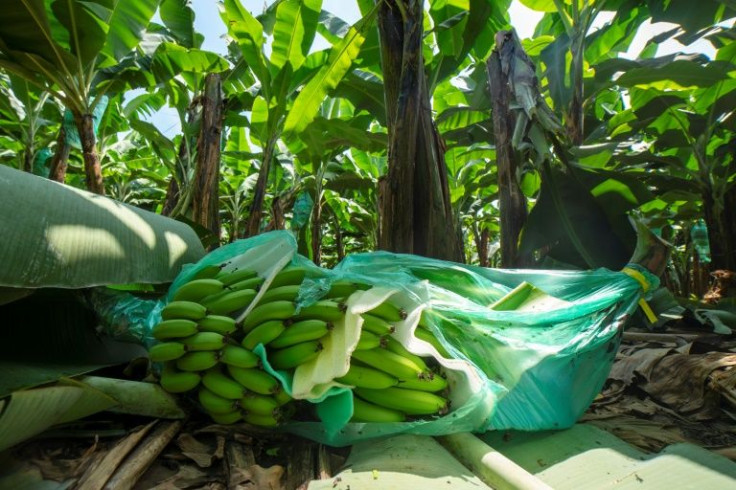 Banana producers in Ecuador have had to give away their surplus stocks to prevent them from rotting with no-one to buy them