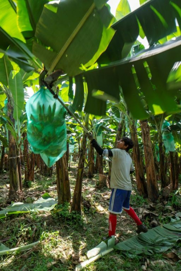 Ecuador's banana surplus has provoked a fall in prices with some banana farms barely able to pay staff wages