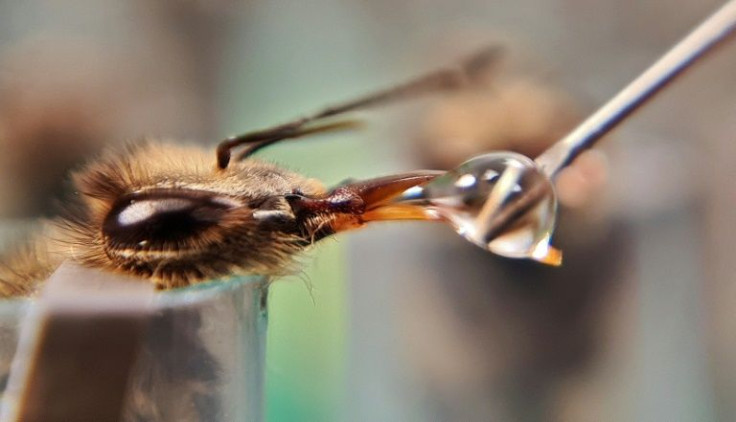 The UN warns that nearly half of insect pollinators, particularly bees and butterflies, risk global extinction