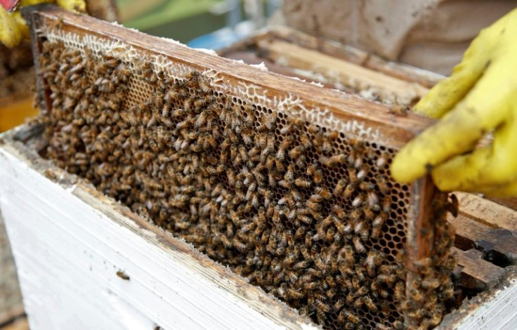 The Apis mellifera or Western Honey Bee is one of about 20,000 known species worldwide