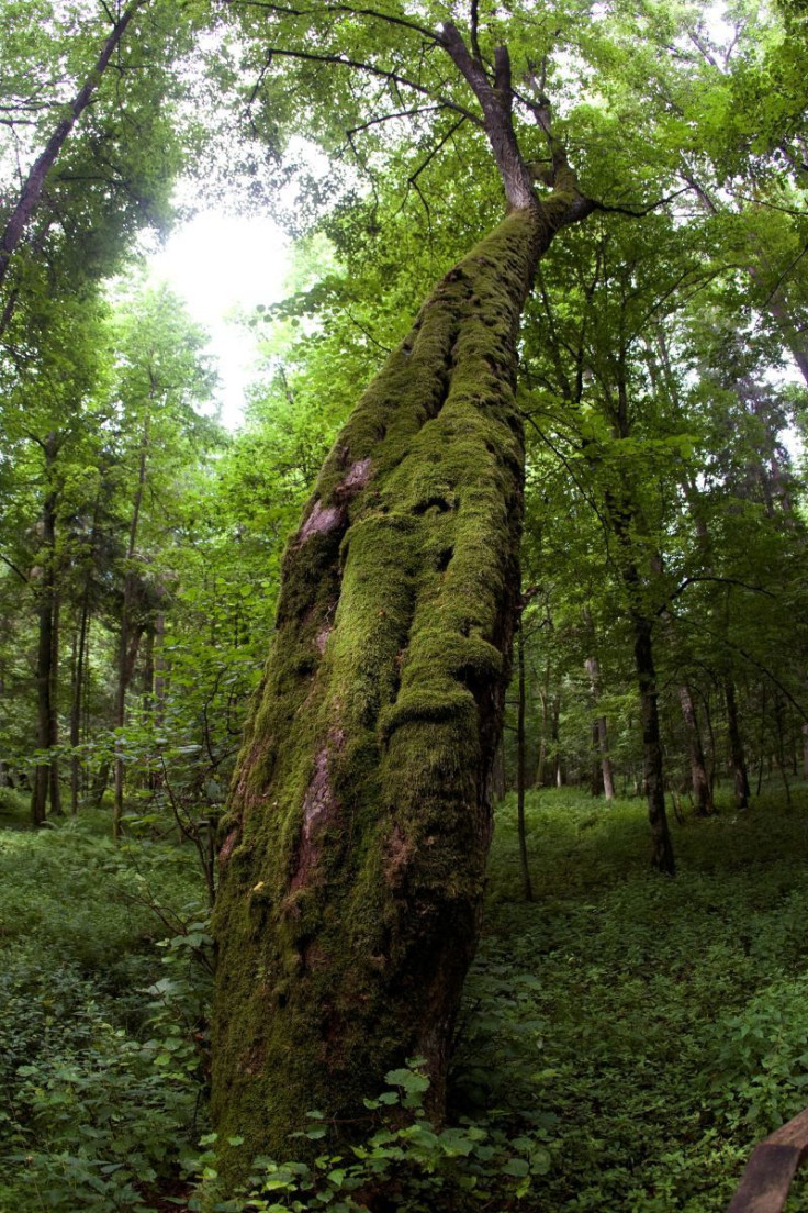 A general view shows part of Europe's last ancient forest, the Bialowieza Primeval Forest July 23, 2009.