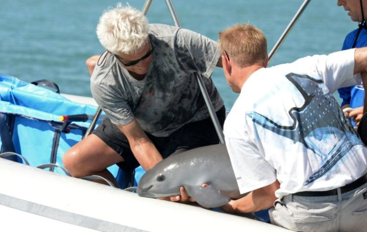 A handout pictured released by the Mexican Secretary of Environment and Natural Resources shows scientists with a six-month-old vaquita porpoise calf in the Gulf of California, in Mexico, in 2017