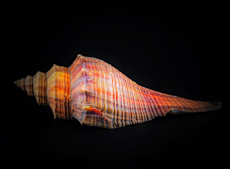 Horse Conch/Shell/Invertebrate