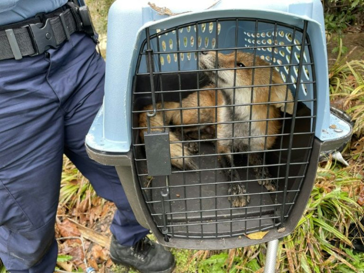 A red fox is captured by DC animal control officers outside the US Capitol in Washington on April 5, 2022