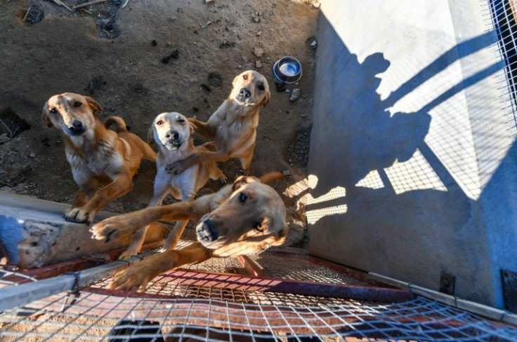 The Bouchanach rescue centre in Tunis has received 500 stray dogs and built a network of host families -- sometimes even sending dogs overseas