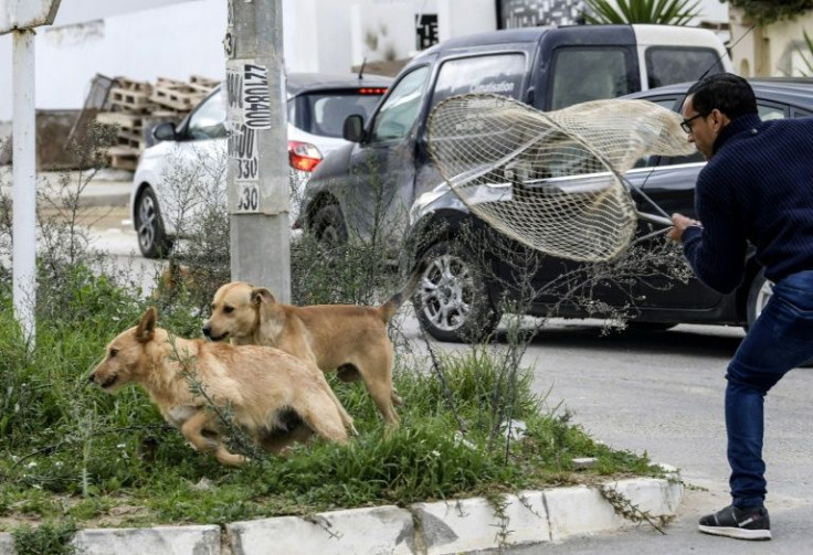Despite campaigns to vaccinate stray dogs against rabies in the Maghreb, culling drives have continued, sparking public anger and demands for more humane ways to tackle the problem