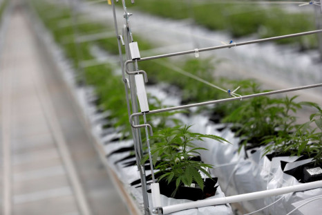 Cannabis plants grow inside the Tilray factory hothouse in Cantanhede, Portugal April 24, 2019.  