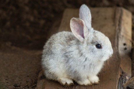 Rabbit-Animal