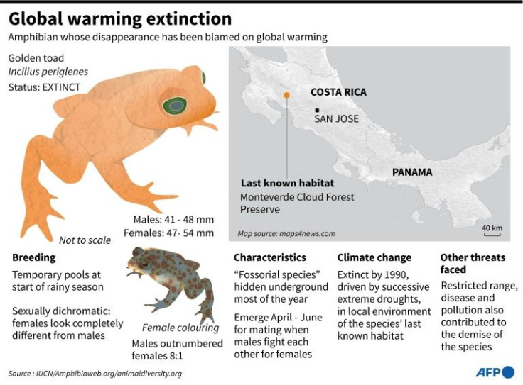 Graphic on the golden toad species whose extinction has been blamed on global warming