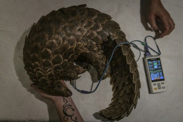 Wildlife rehabilitation Specialists check the vital signs of a trafficked rescued pangolin