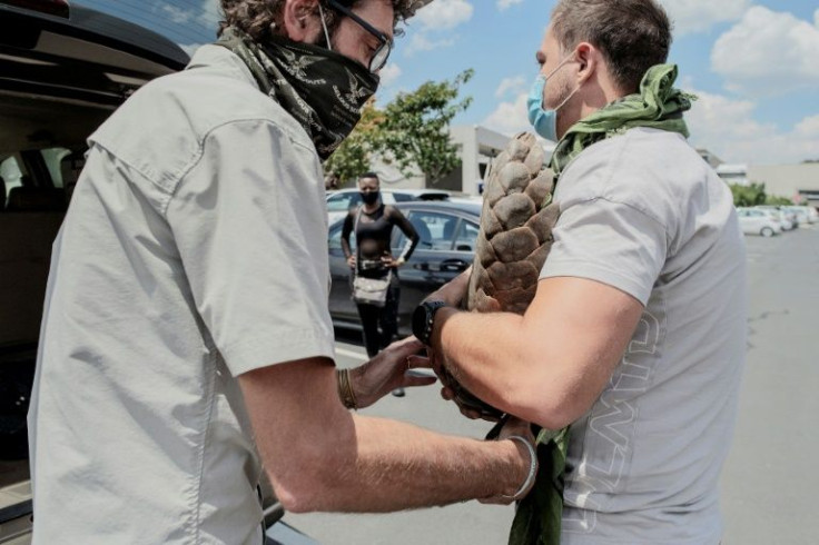 Pangolin Counter Poaching Team members hold a pangolin rescued during a joint operation with South African Police Services (SAPS) in Johannesburg suburb in March