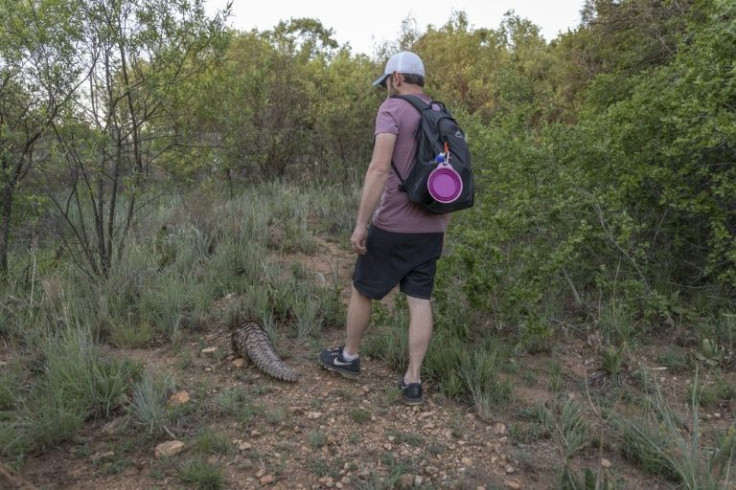 Volunteer Gareth Thomas took 'Steve' out for walks during seven months of preparation for his release into the wild