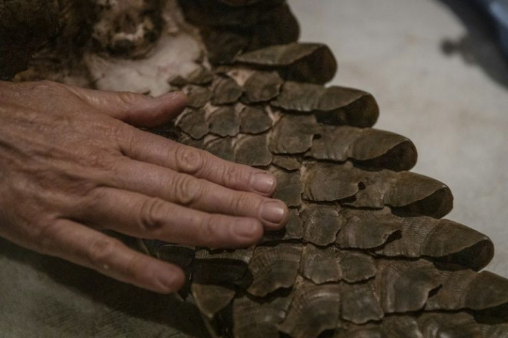 Pangolins are believed to be the most trafficked mammals. They're prized for their scales, which are used in Asia for their supposed medicinal properties.