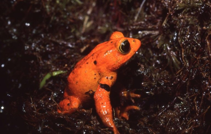 The golden toad was the first species where climate change has been identified as a key driver of extinction