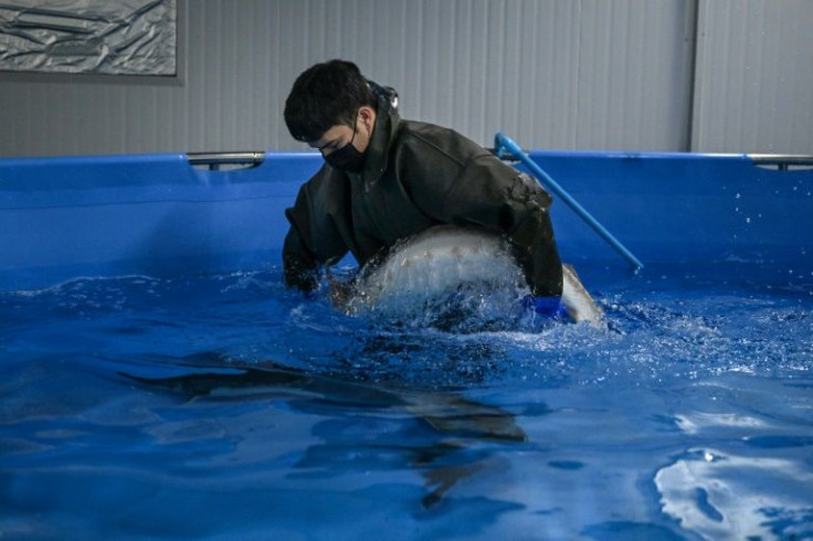 Traditionally, caviar producers will kill the female sturgeon to extract its eggs, but Alexey Tyutin's farm in Thailand's Hua Hin "milks" them instead.