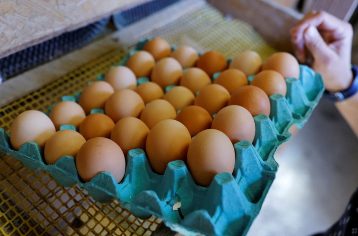 A farmer collects eggs at an organic poultry farm in Corcoue-sur-Logne, France, April 13, 2022. Picture taken April 13, 2022. 