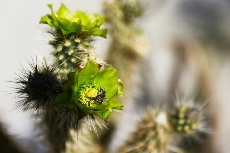 Contrary to what was long believed, most cacti will not do well under global warming