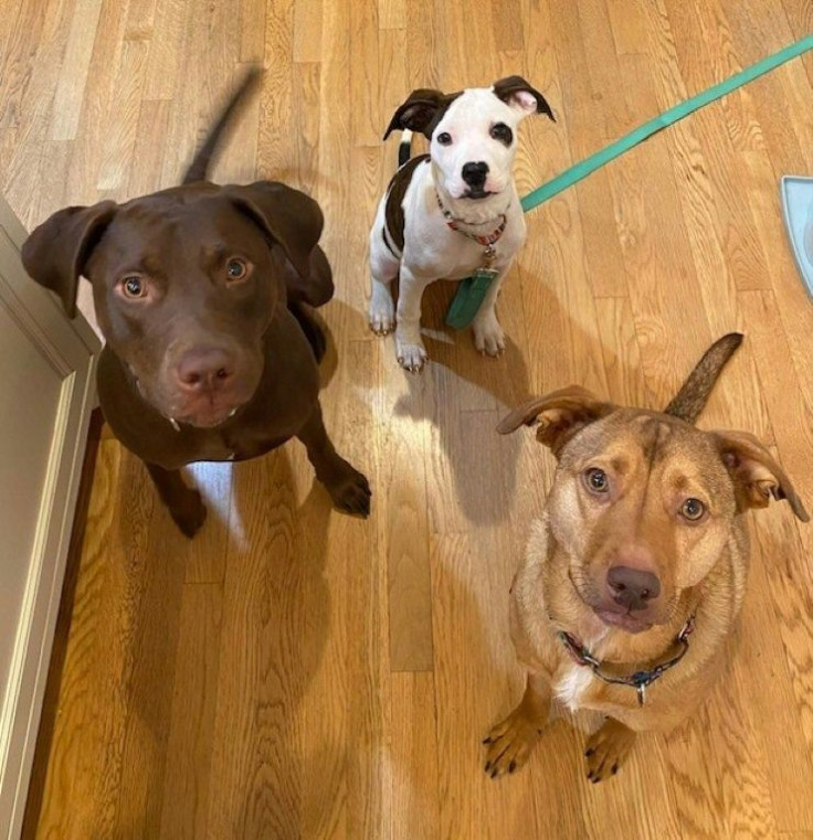 This handout photo courtesy of Mila Bartos on April 15, 2022 shows his dogs (from L to R) Maisie, Mabel et Natty, all of which underwent DNA tests