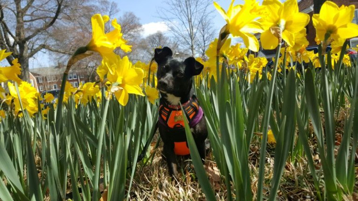 This handout photo courtesy of Levi Novey on April 15, 2022 shows his dog Summer, whose DNA test revealed she is a mix of at least 6 different breeds