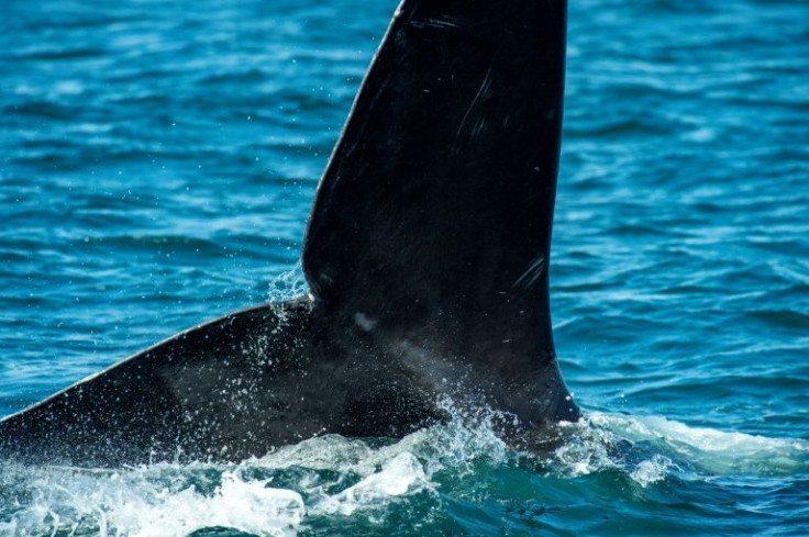 The North Atlantic right whale is one of the most endangered mammals in the world -- this photo was taken during a research expedition with the Center for Coastal Studies (NOAA permit 25740-01)