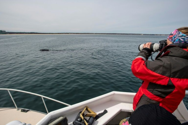 Sara Pokelwaldt, 23, photographs a right whale  during a research expedition with the Center for Coastal Studies (NOAA permit 25740-01) in Cape Cod Bay