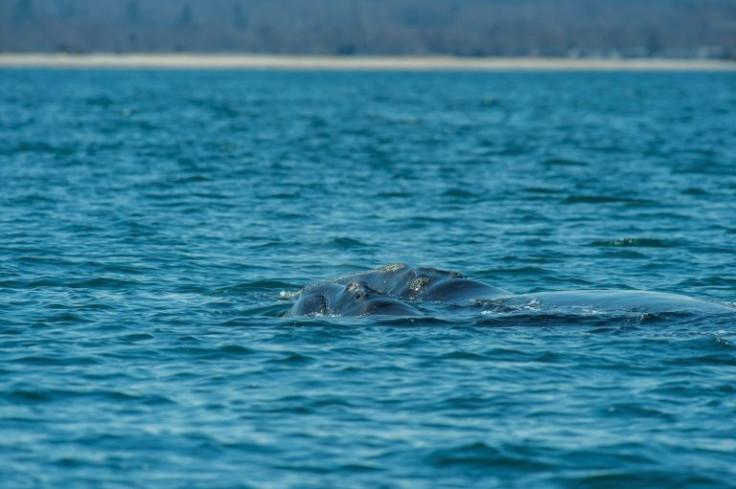 During a right whale research expedition with the Center for Coastal Studies (NOAA permit 25740-01) in Cape Cod Bay, a rare mother-calf pair was spotted