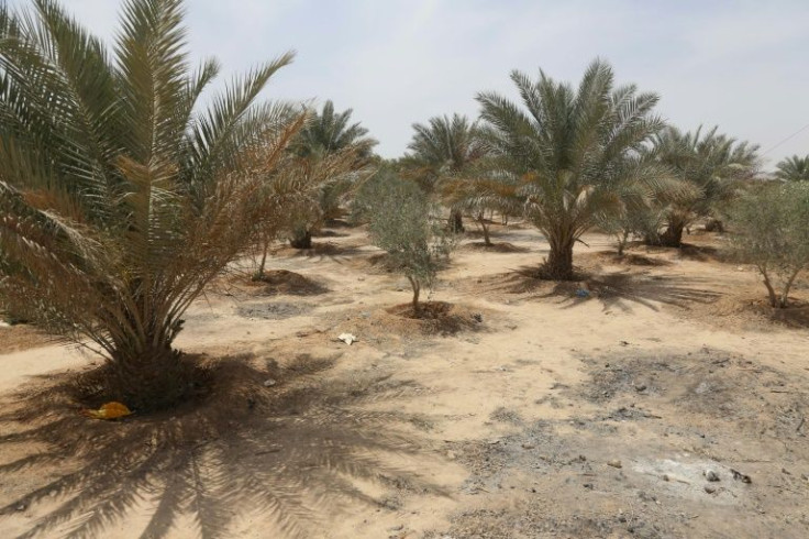 Sixteen years after its inception, only a fraction of the 76-kilometre (47-mile) 'green belt' in Iraq's Karbala has materialised, and even so, poor irrigation and lack of maintenance have left trees struggling to grow