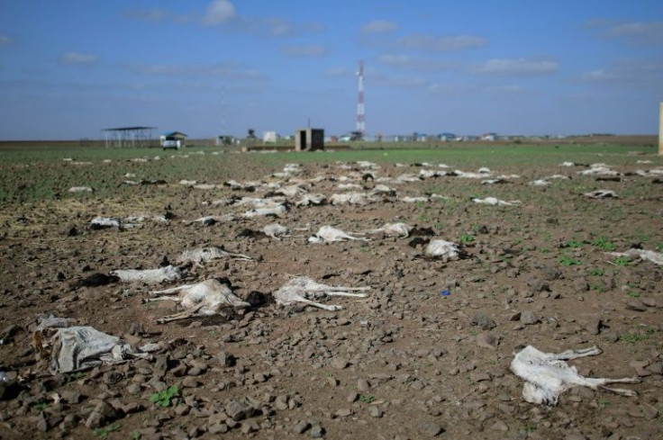 The drought has destroyed crops and livestock and forced huge numbers of people to leave their homes in search of food and water