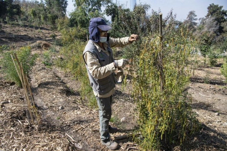 Native plants are replacing invasive ones in the Santiago Metropolitan Park