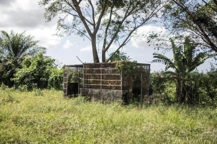 At one time, more than 400 chimps were held in cages at the Marshall City research complex