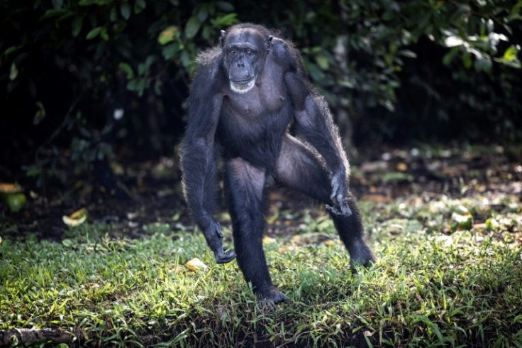The chimps may have a happy life today, but carers say they bear the invisible marks of trauma. Many spent years in cages and were used for lab tests