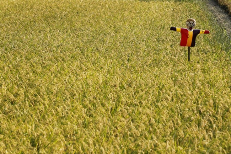 Rice crop - Japan