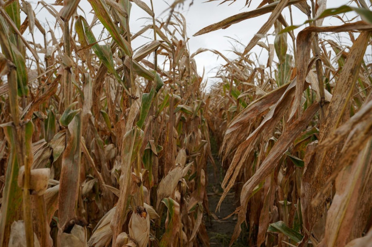 A corn field stands ready for harvesting on Gormong near Terre Haute, Indiana, U.S. October 29, 2019.