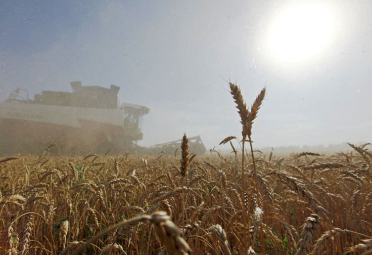 A combine harvests wheat in a field in the settlement of Sredniy in the Stavropol region, Russia, July 7, 2016. 