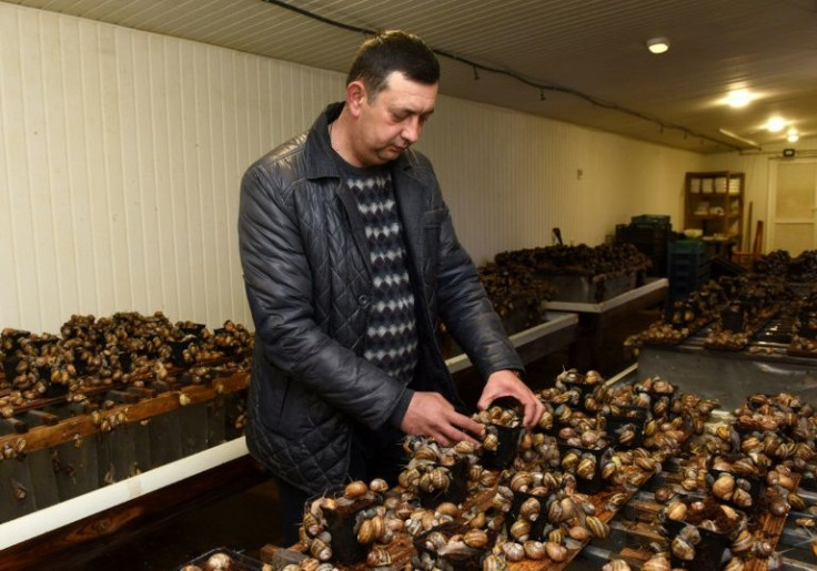 Ivan Yuskevych used to export truckloads of edible snails from his Ukrainian farm in the village of Solonka to western Europe, but first coronavirus and now war have dashed production and emptied his restaurant