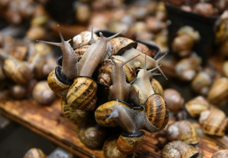 Ukrainian farmer Ivan Yuskevych said he was only planning to produce half the snails he had hoped for this year, as Russia's invasion sends Ukraine's economy into a tailspin